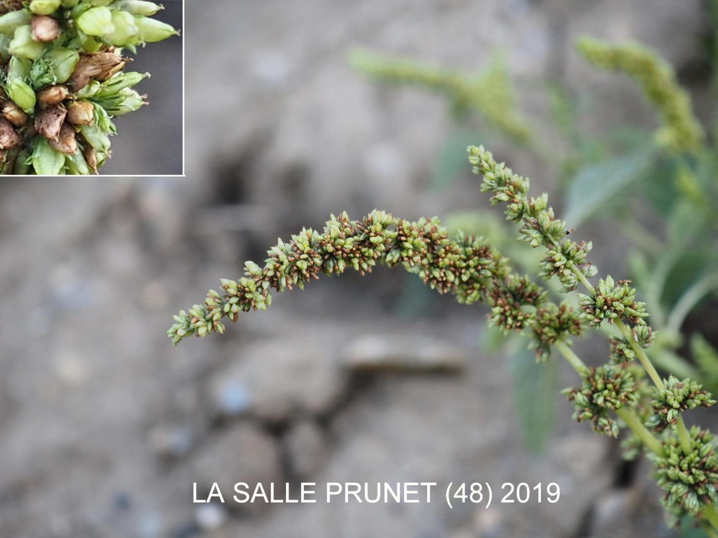 Pigweed, Perennial fruit